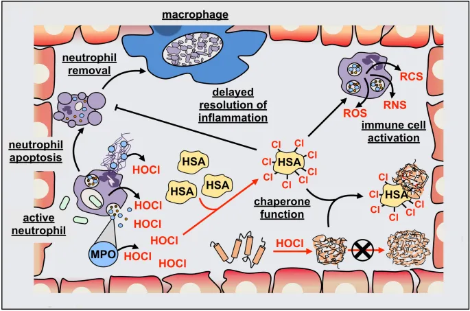 Immune cell activation with HOCl - Scientific illustration showing how hypochlorous acid supports natural immune system function